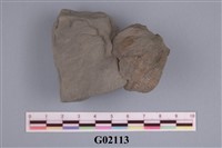 藏品(藤壺)的圖片